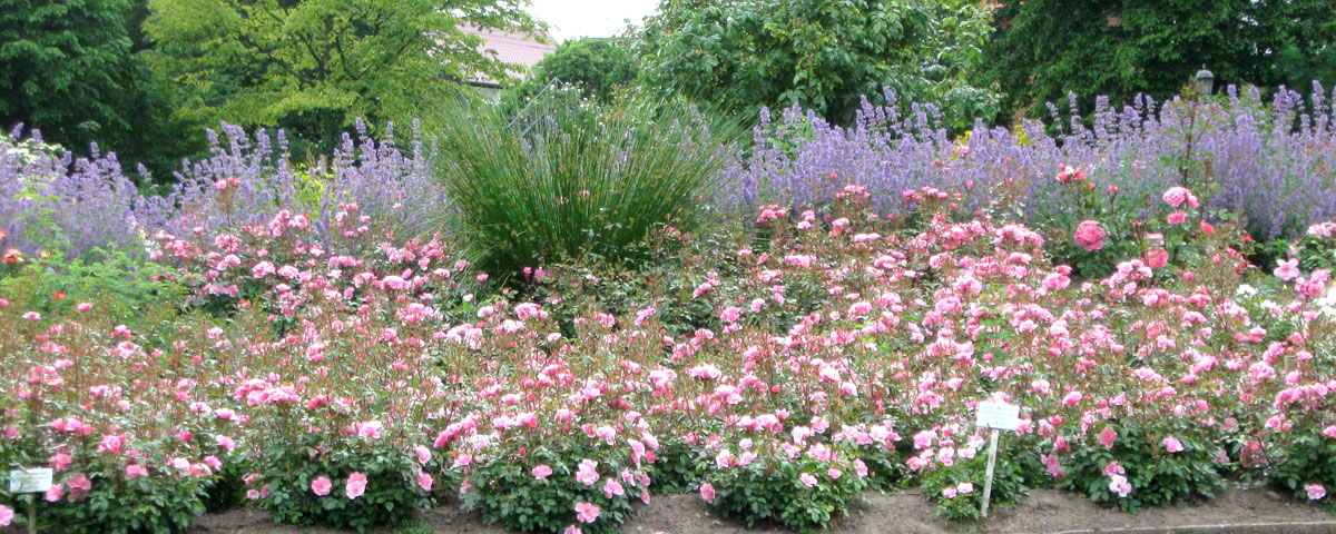 Rosengarten Seppenrade